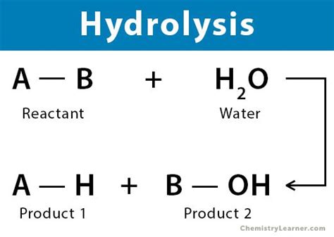 가수분해 hydrolysis, 加水分解 과학문화포털 사이언스올
